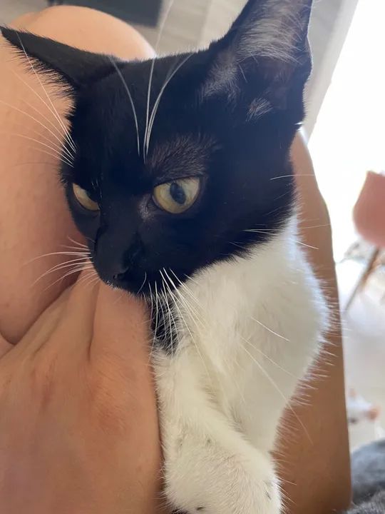 Filhote para doação  - Foto 3