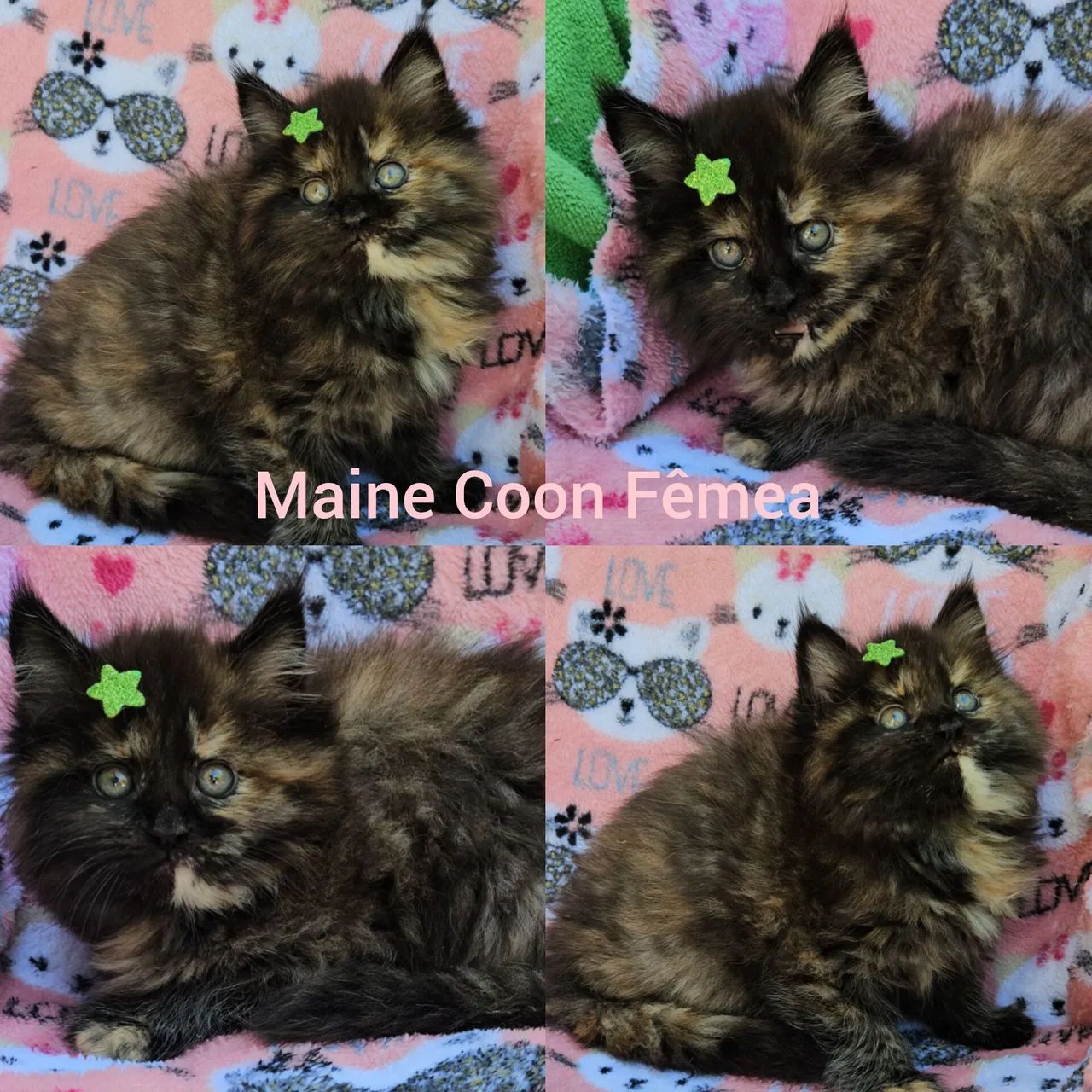 Maine Coon Fêmea - Gatil BSB Cat  - Foto 4