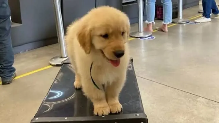 Filhote de Golden Retriever para adoção! Falar no whatsapp *