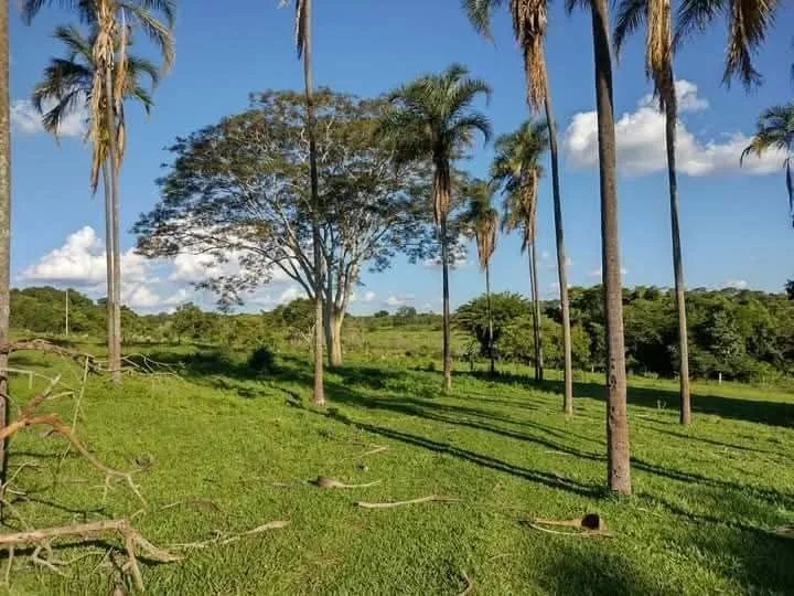 Vendo chácara de 7,5 alqueires a 17 km de Ituiutaba - Foto 8