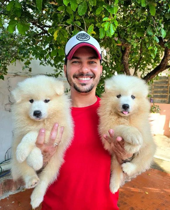 Filhotes de Samoieda de ALTÍSSIMO PADRÃO - Foto 4