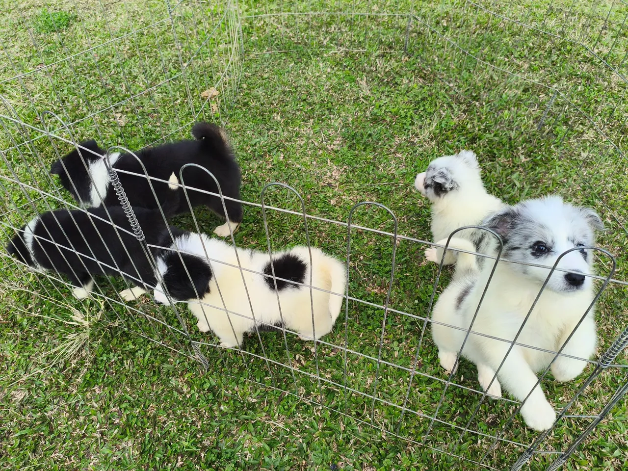 Border Collie filhotes, pedigree, pelagem longa