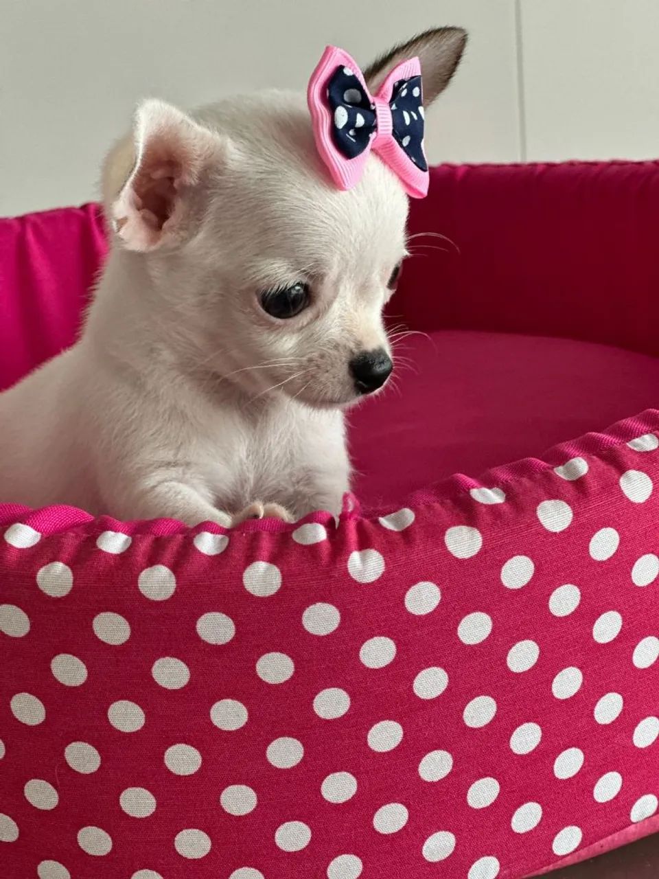  Chihuahua fêmea branquinha. - Foto 2