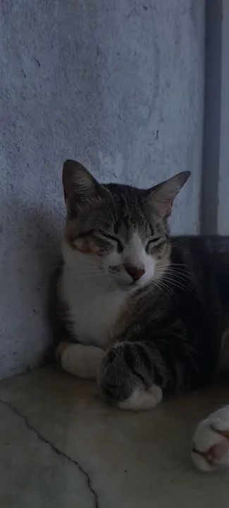 Gato lindo e carinhoso para adoção