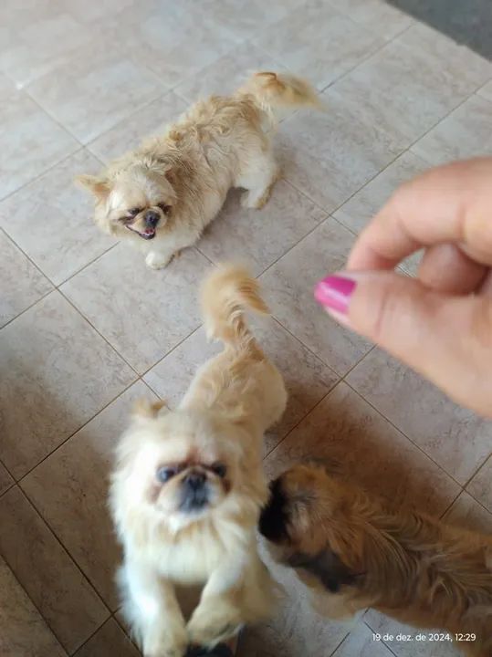 Pequinês puro - Foto 2