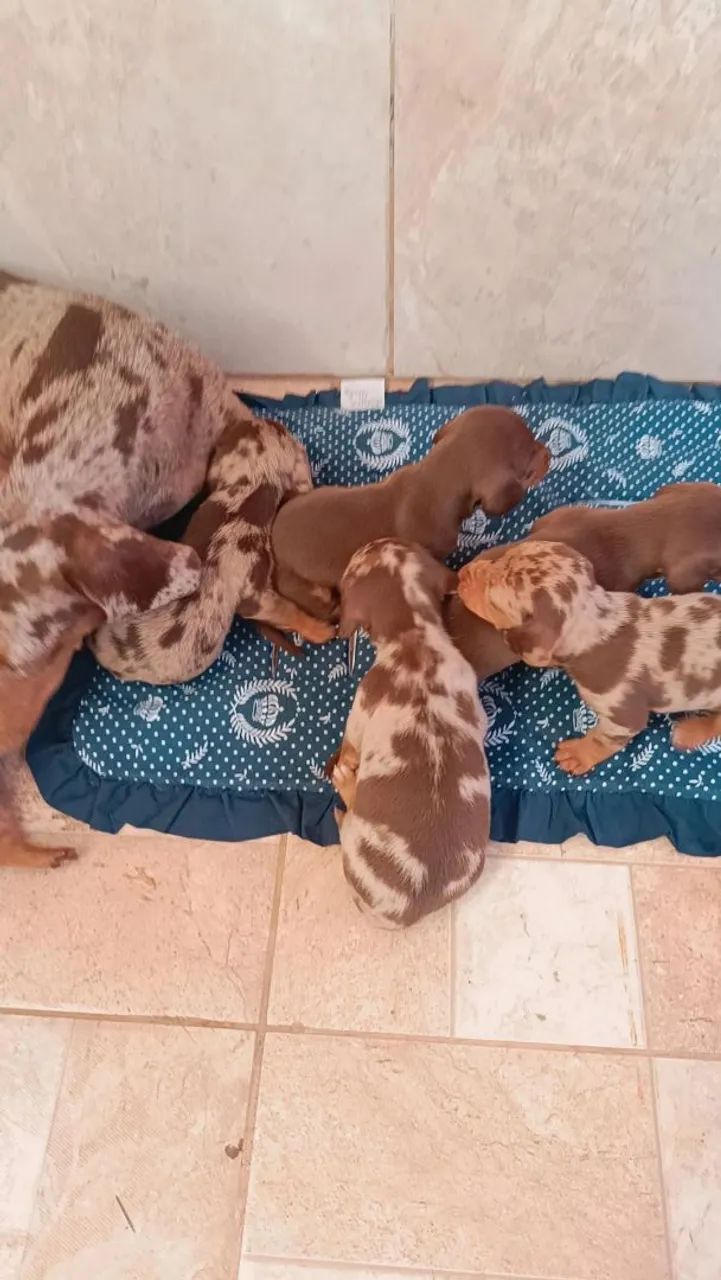 Venda de cachorro Basset  - Foto 5