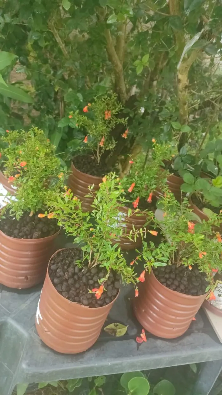 Mudas de frutíferas enxertadas- Qualidade 100% orgânicas