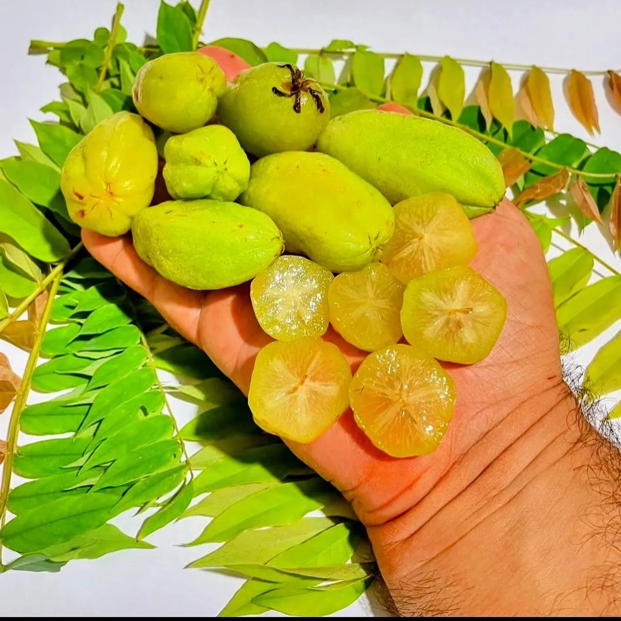 Mudas de limão biri biri  - Foto 5