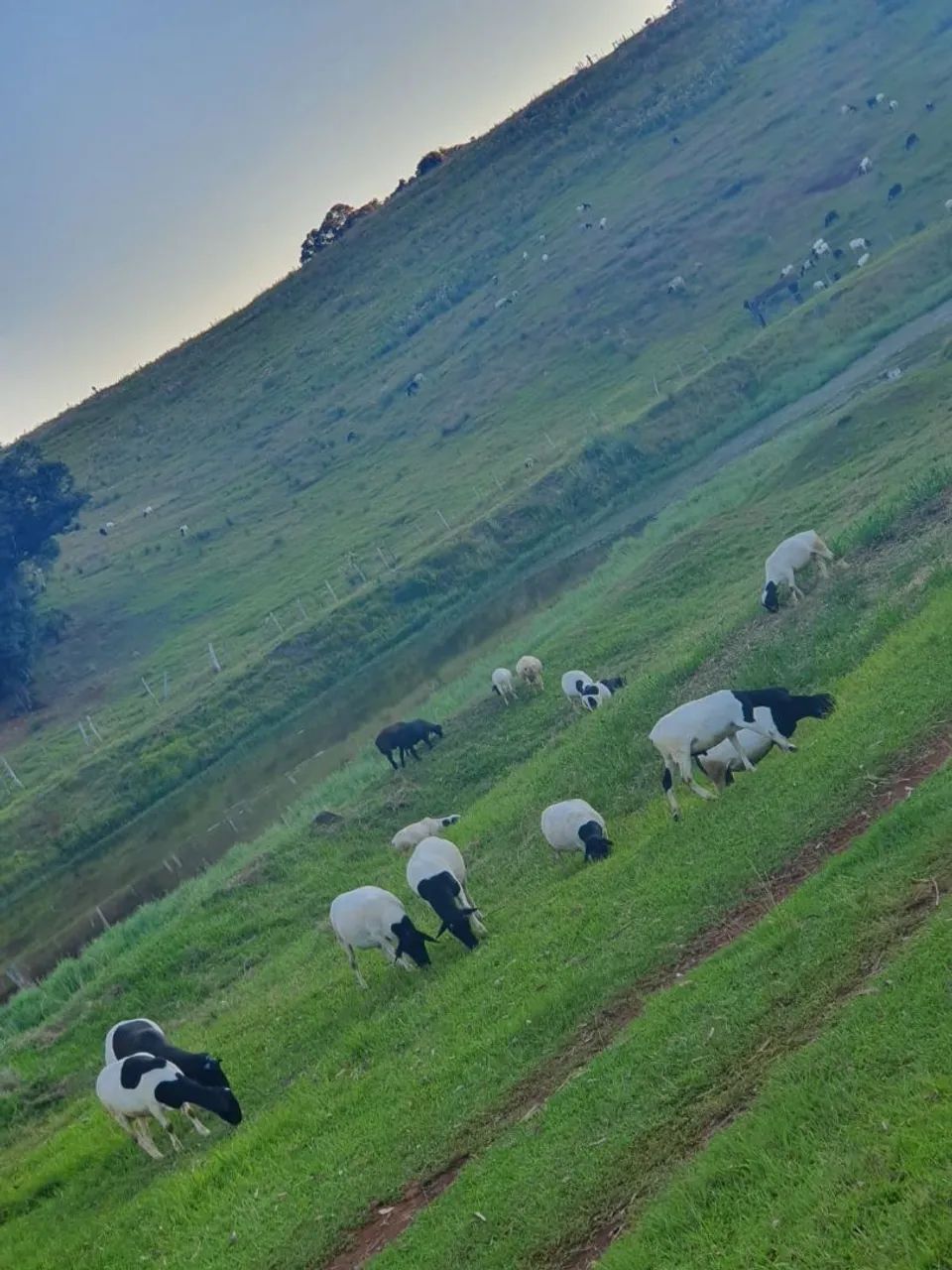 CARNEIROS //OVELHAS - Foto 4