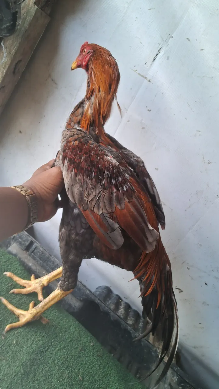 Frango de raça 