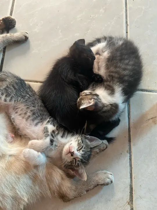 Três Gatinhos fofinhos para adoção!