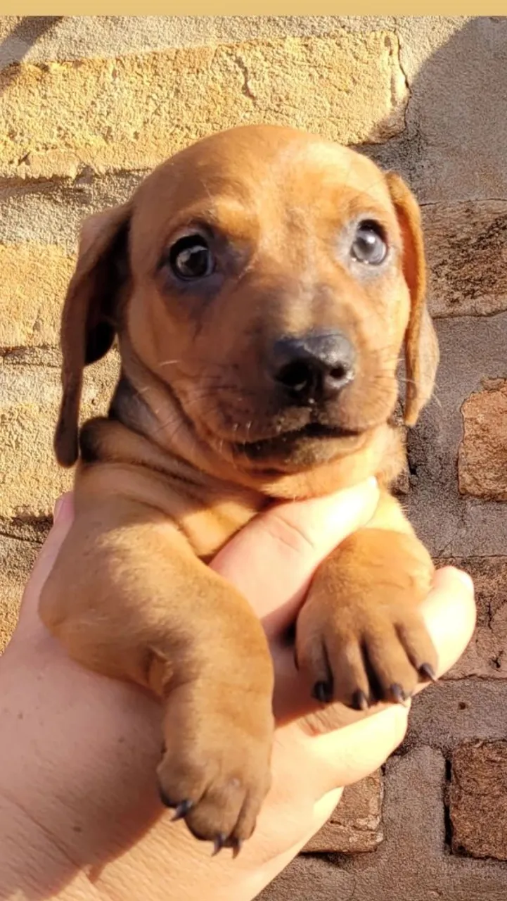Lindos filhote de Dachshund miniatura Puro charme!