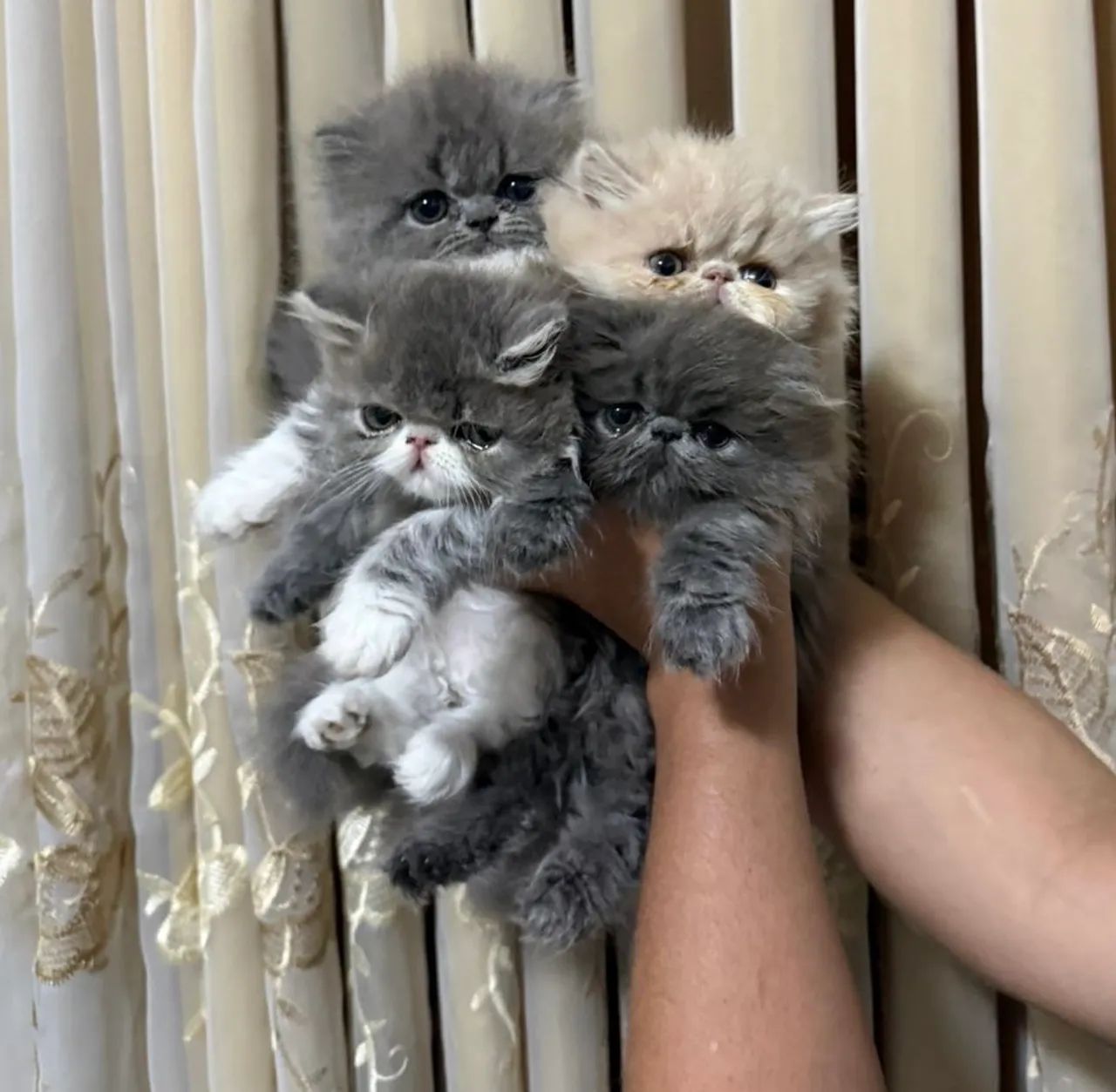 Filhote de Persa - Foto 2