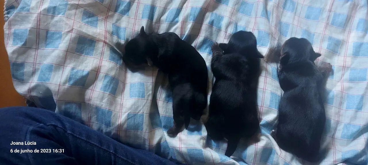 Vendo Yorkshire 1 300 cada são 3 fêmea  - Foto 3