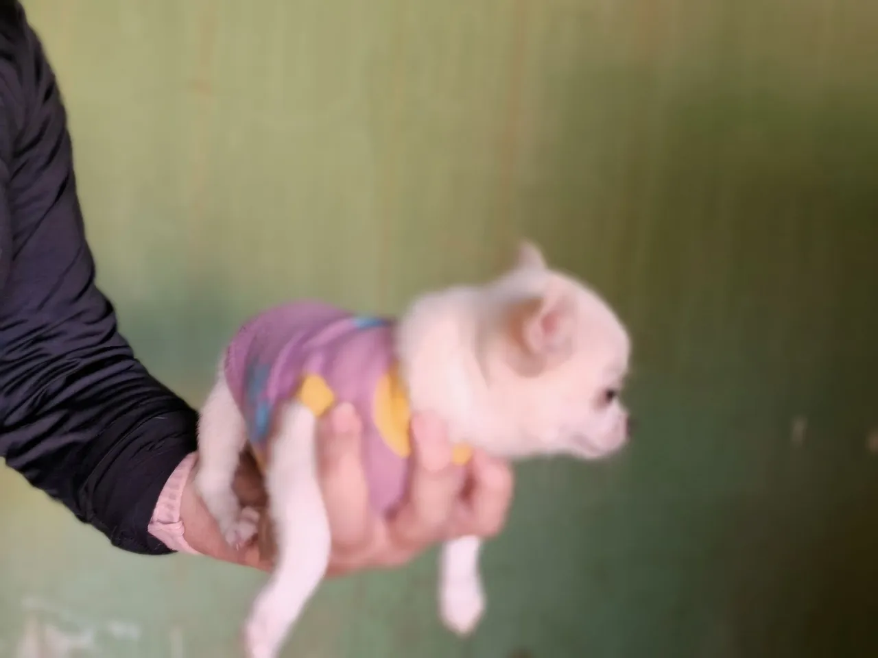 Filhote de Chihuahua macho- Uma fofura!
