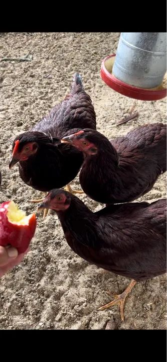 Franguinhas Embrapa 051 de 3 meses  - Foto 6