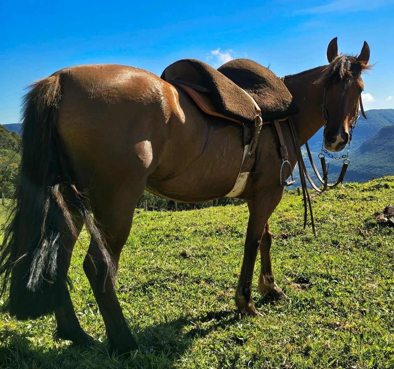 Égua crioula - Foto 2
