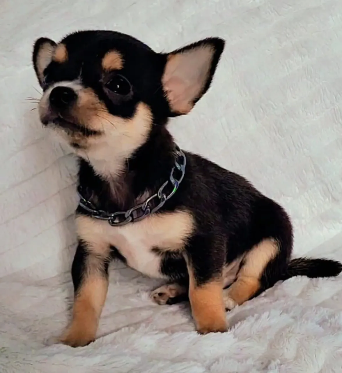 Chihuahua filhote machinho