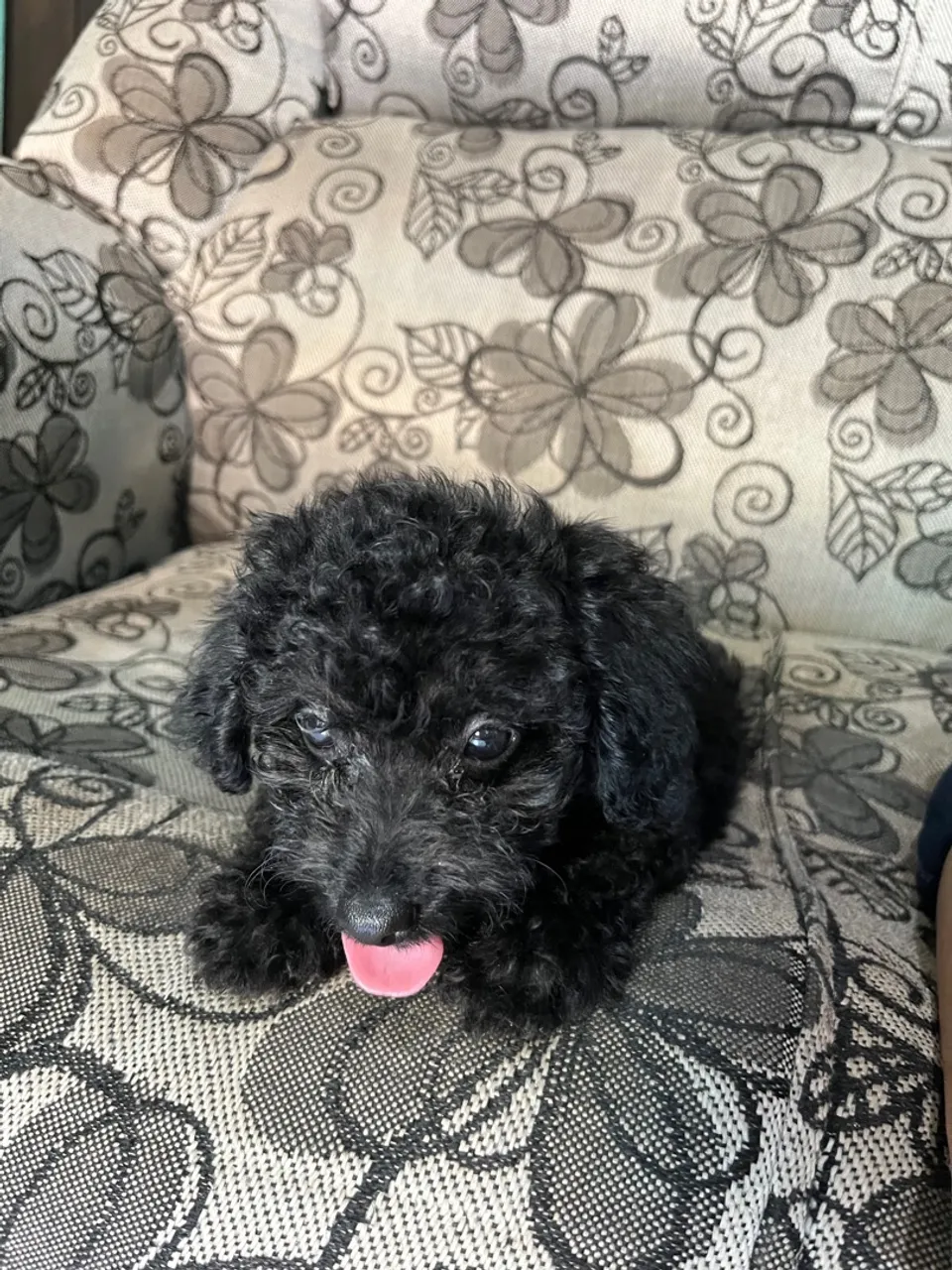 Filhote de Poodle Preto
