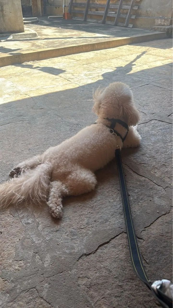 Pet sitter (babá de pet)  - Foto 4