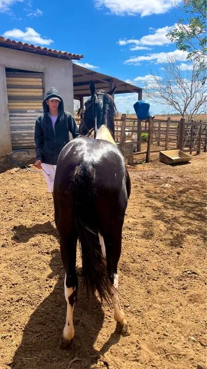 Potra paint horse  - Foto 4