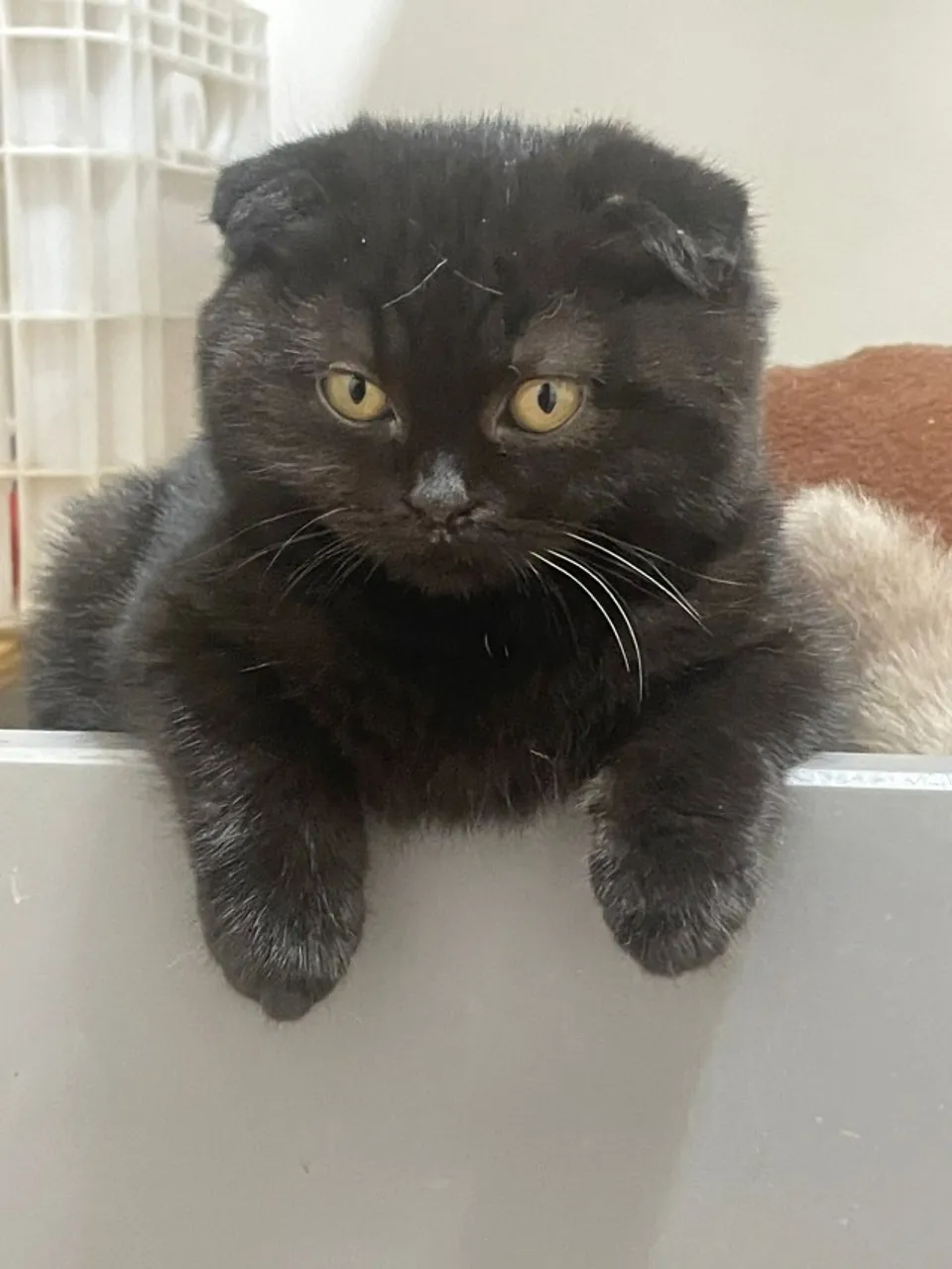 Gato Scottish Fold filhote macho