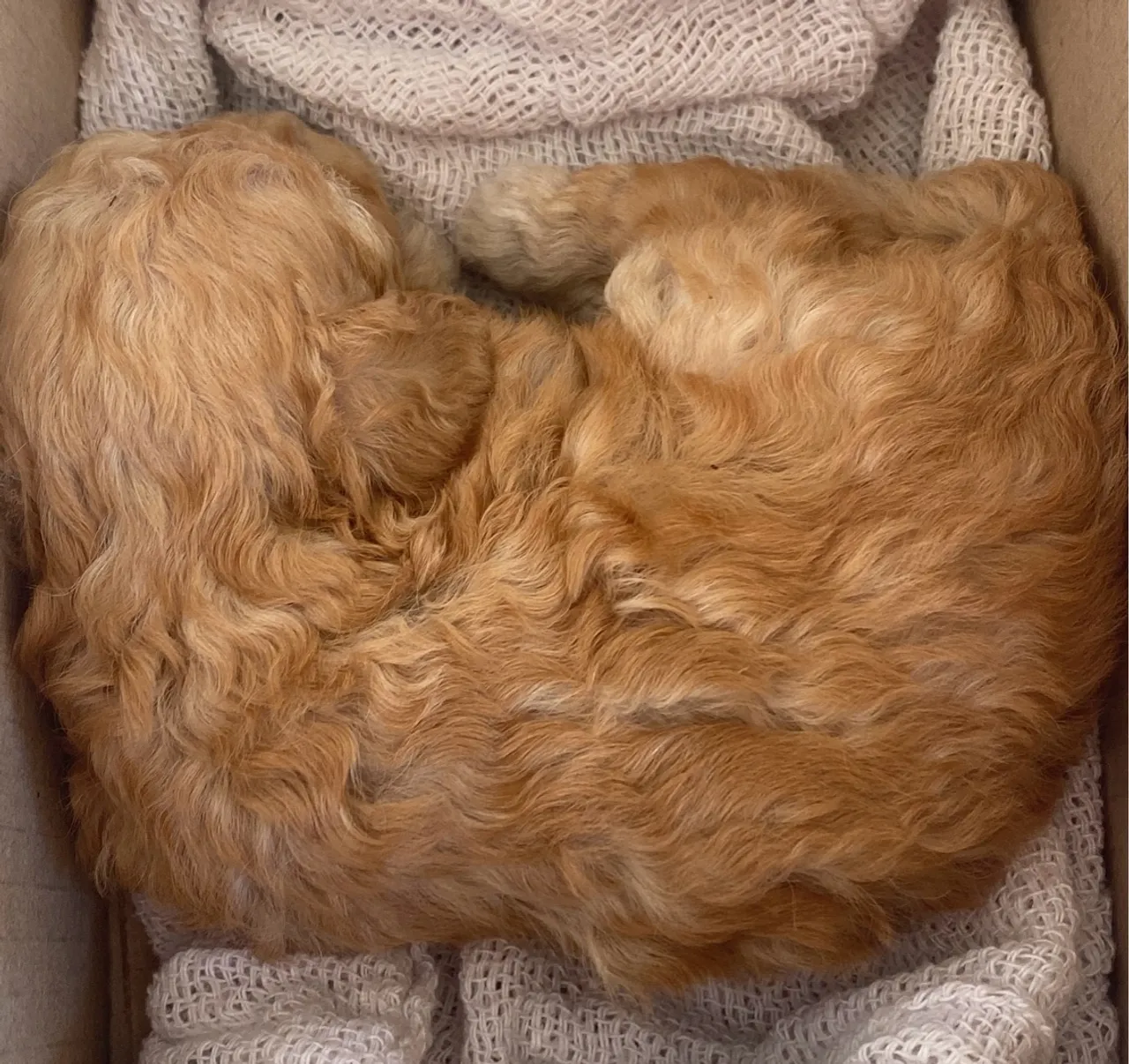 Poodle numeração 0