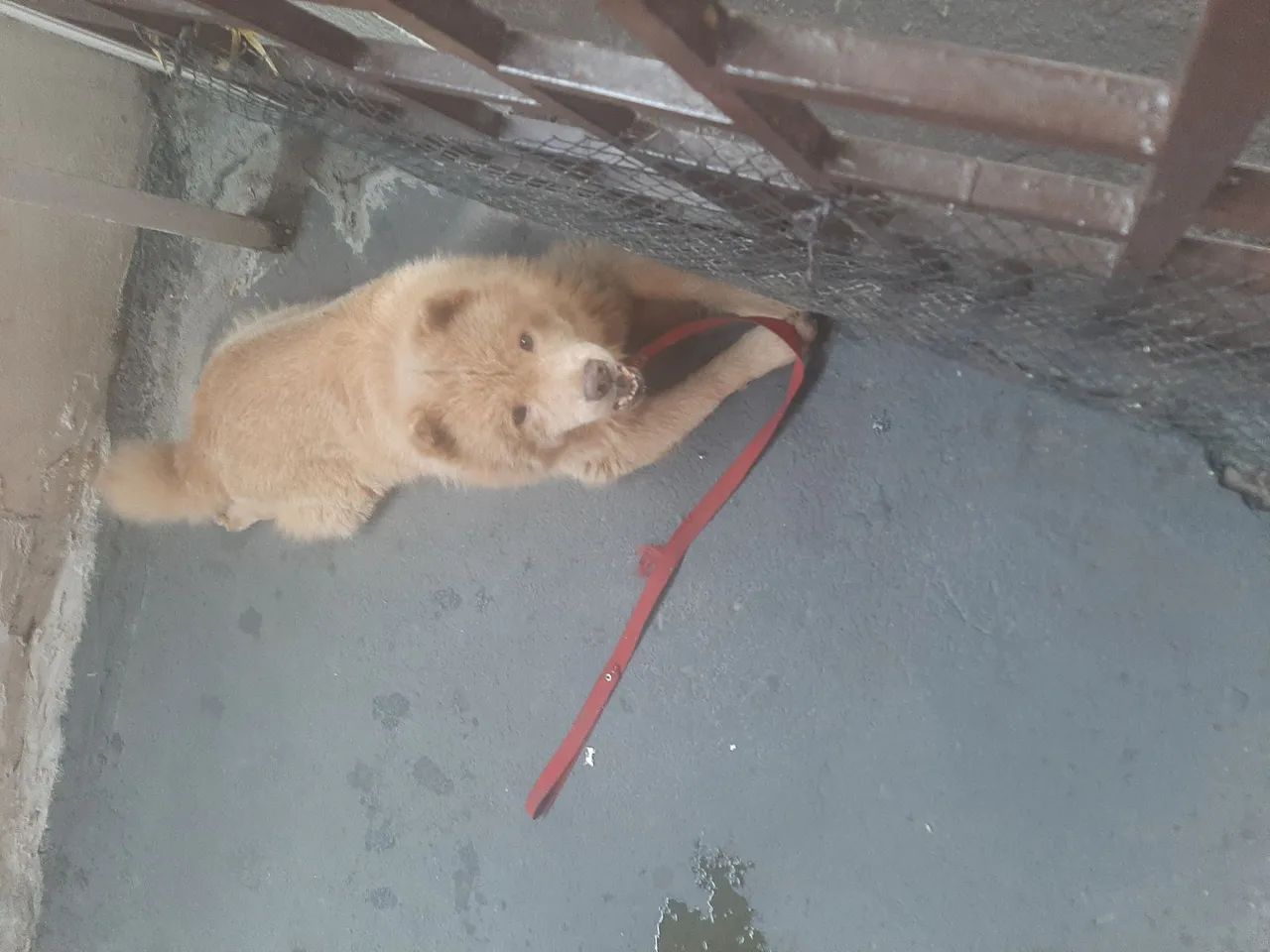 Filhote de cachorro - Foto 2