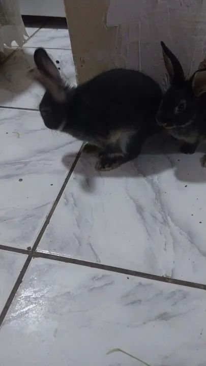 Coelho preto e branco - Adorável! - Foto 2