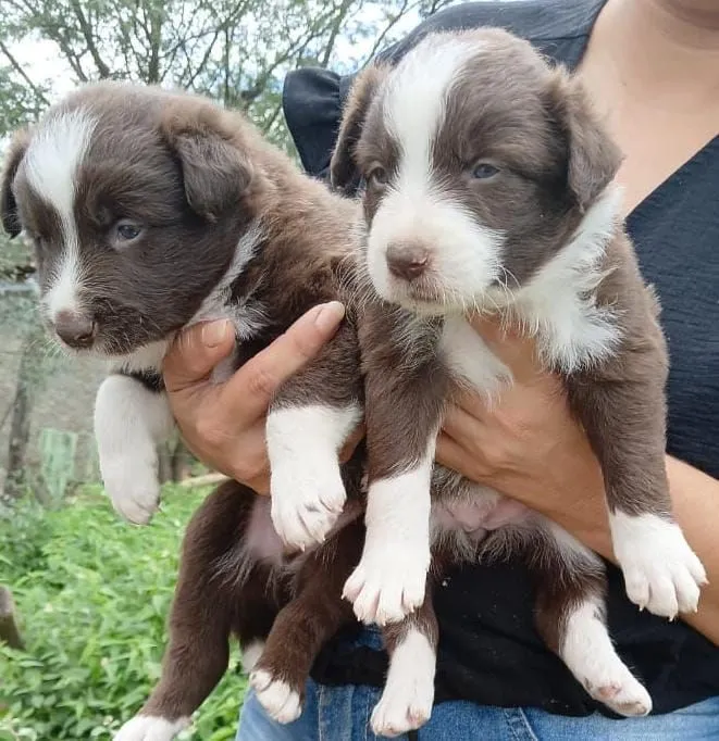 Filhotes de Border collie 