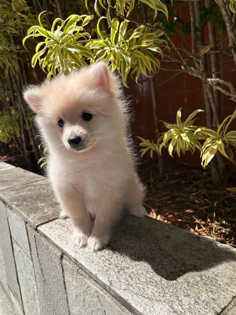 Filhote de Spitz Alemao Macho