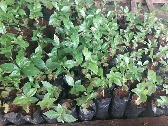 Mudas frutíferas  - Foto 3