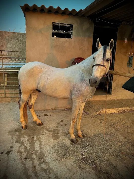 Cavalo Mangalarga Marchador - Foto 2