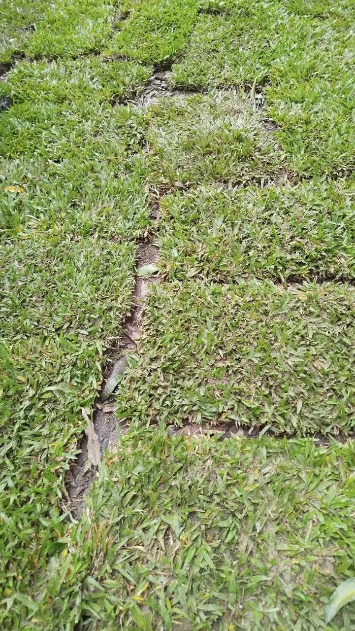 Grama de qualidade para o seu jardim. - Foto 3