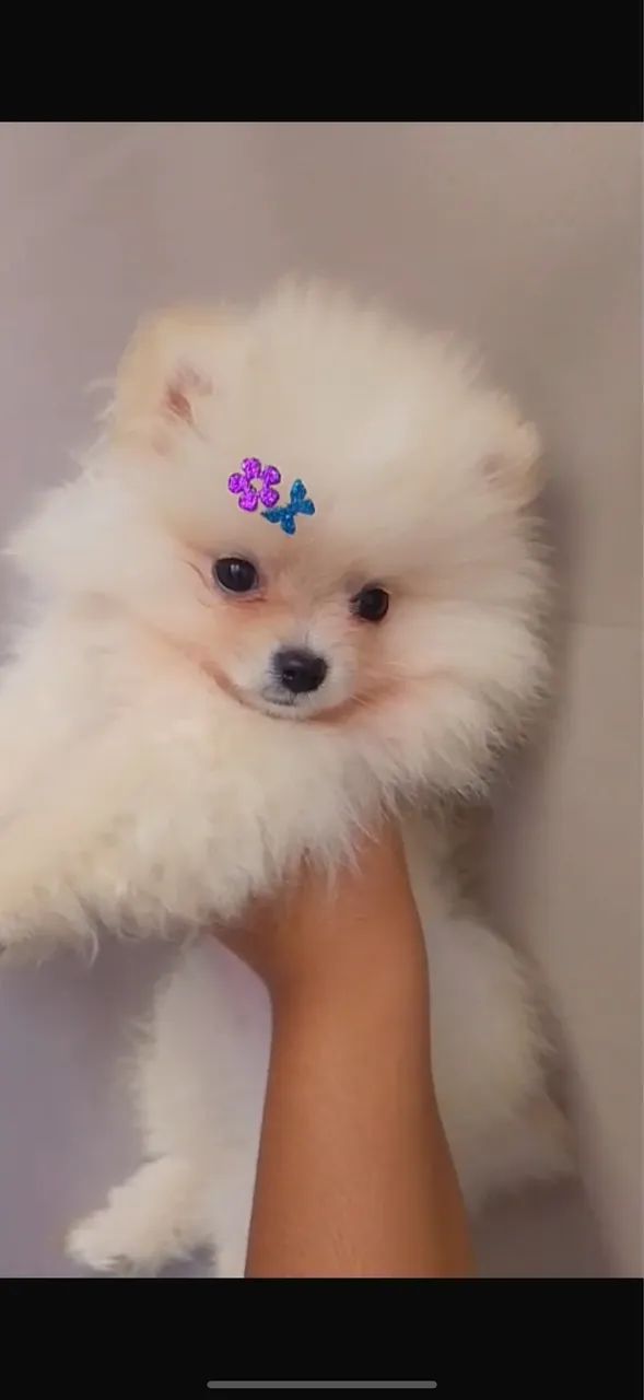 Spitz alemão fêmea 