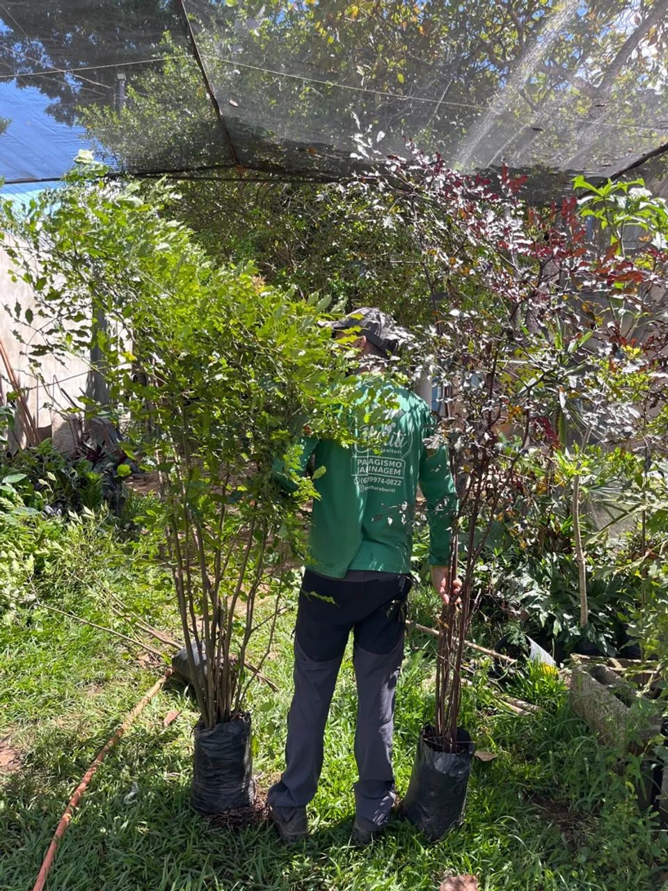 Mudas de leia verde e roxo