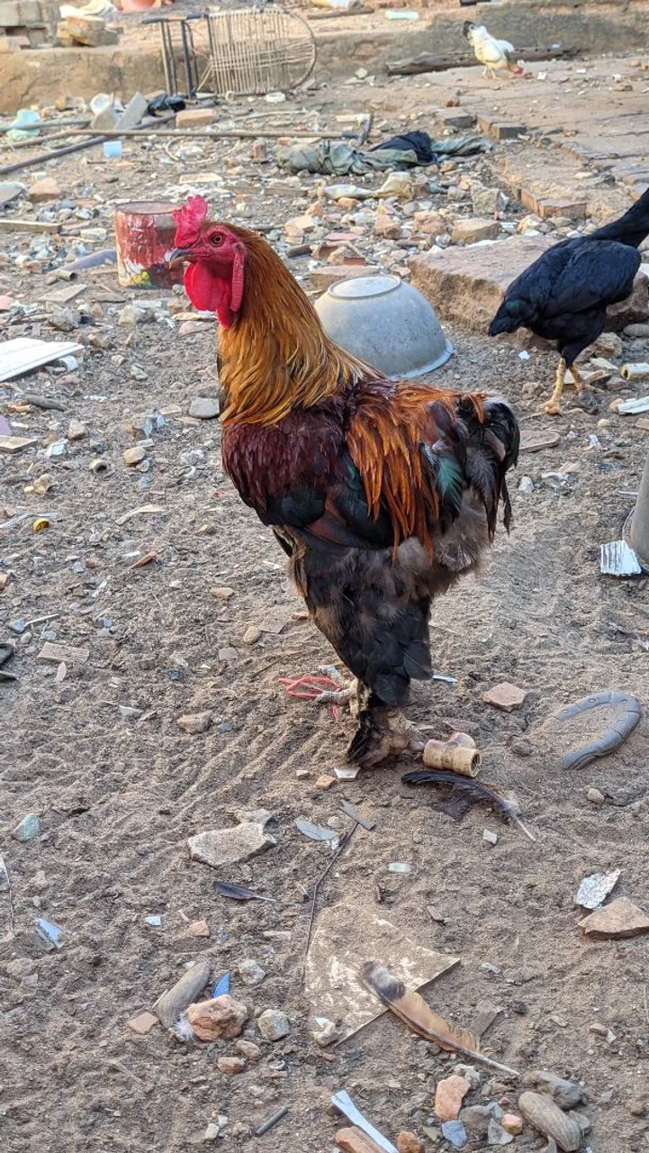 Casal de galinha brahma adultos