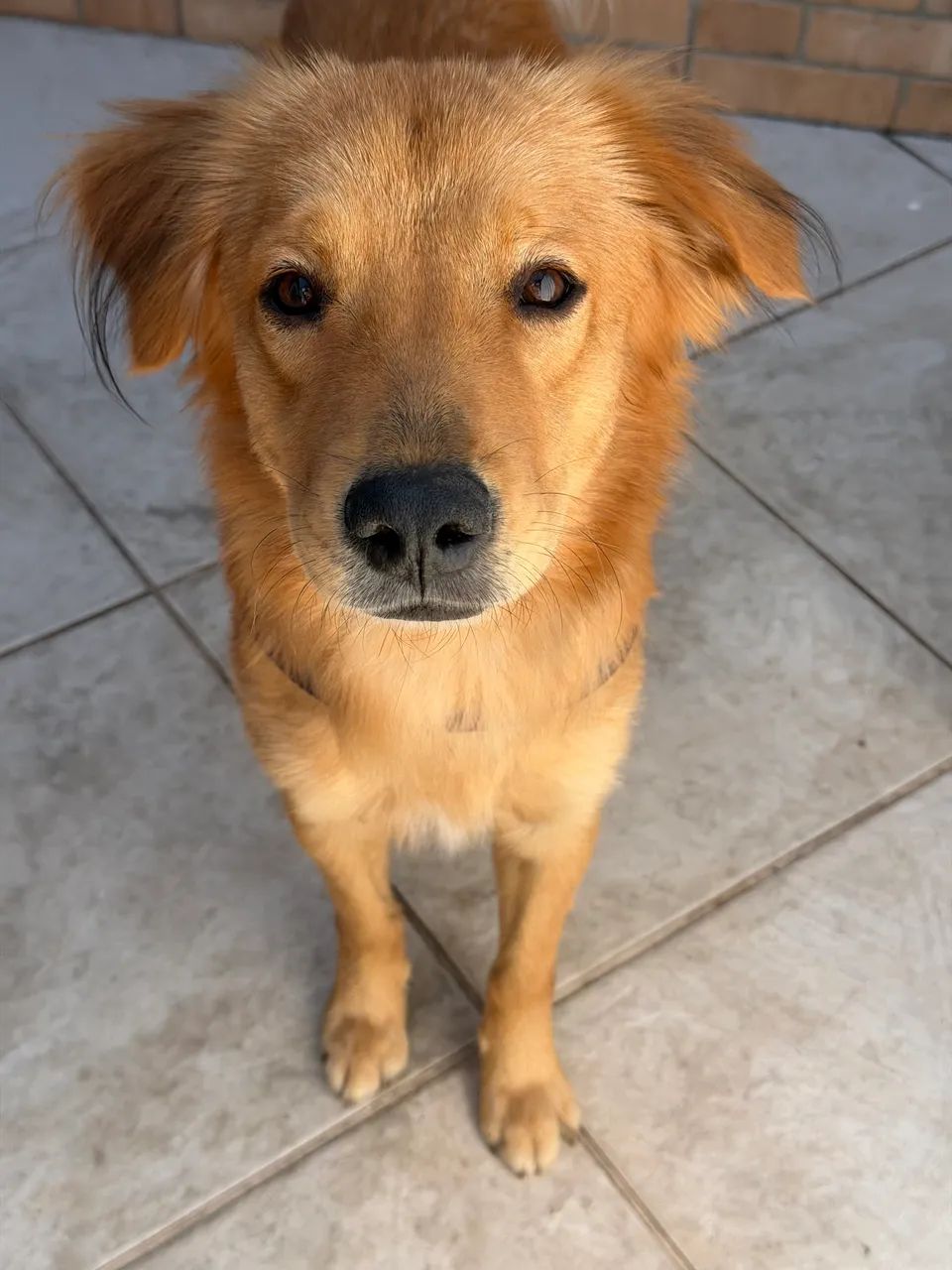Adoção responsável  - Foto 2