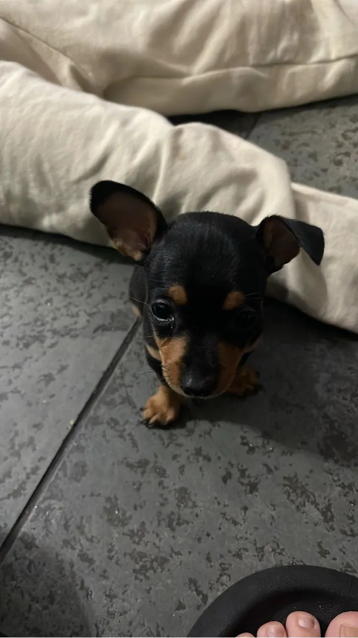 Pinscher 0 - Foto 2