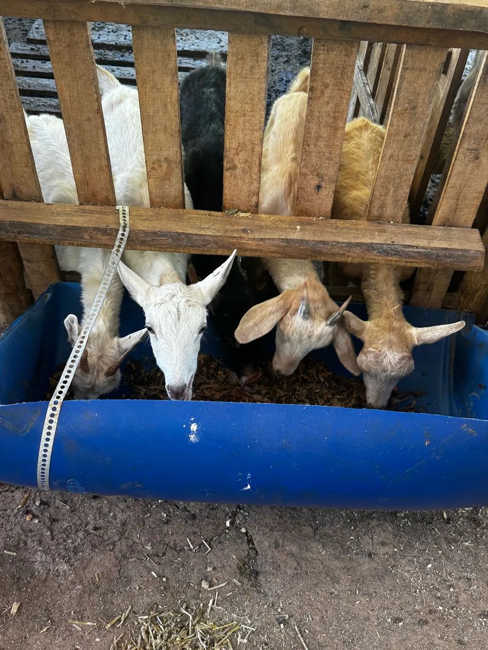 Cabras leiteiras  - Foto 4