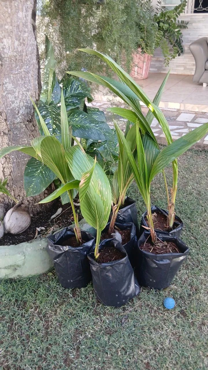 Coqueiros - Foto 5