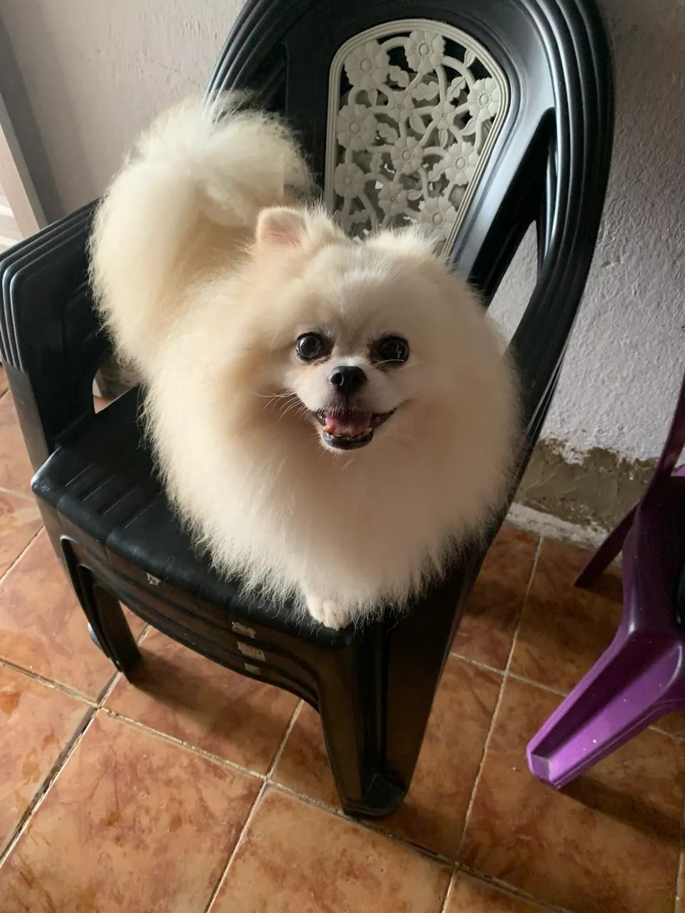 Cachorro  - Foto 2