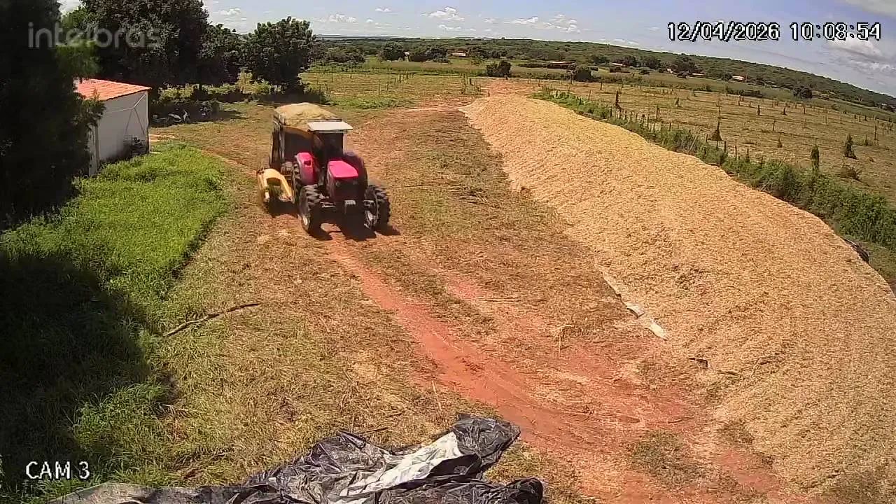 Silagem de milho - Foto 6
