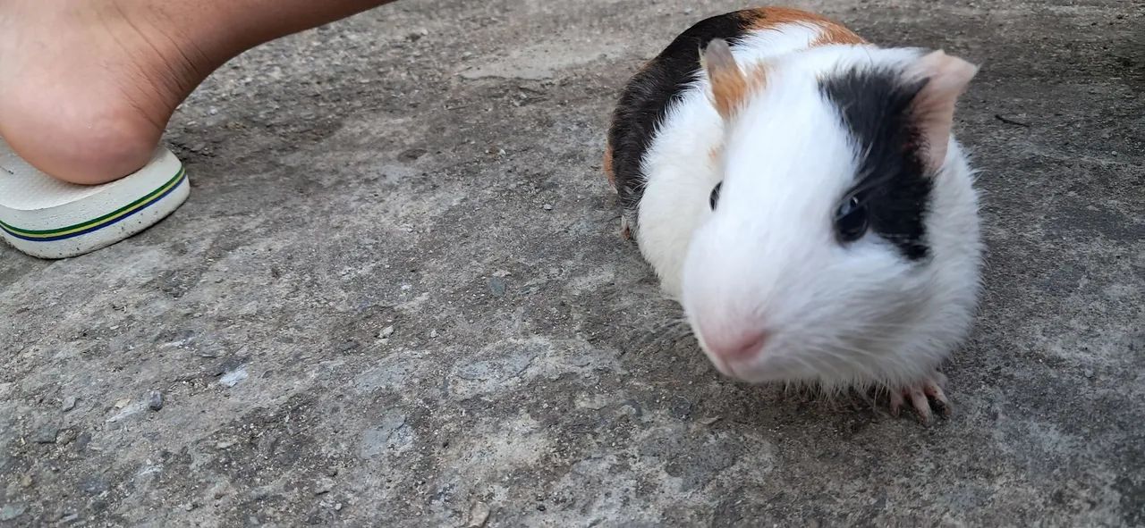 Porquinha da índia fêmea 