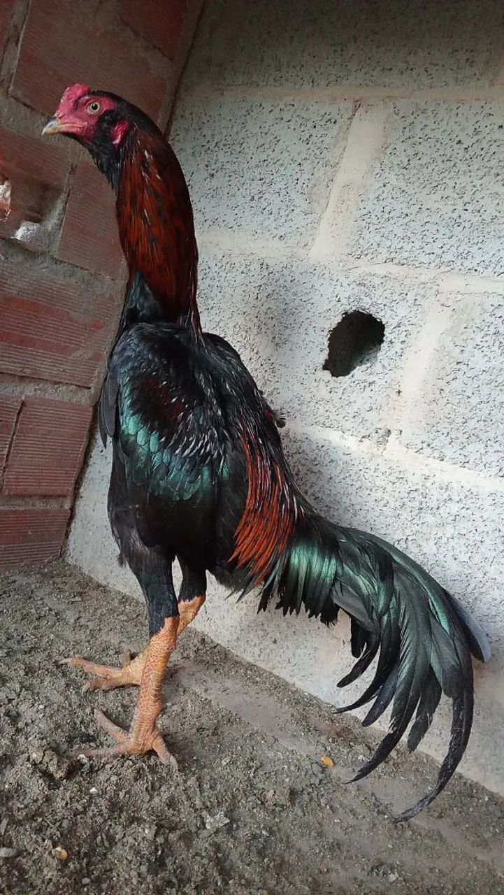 Frango índio 