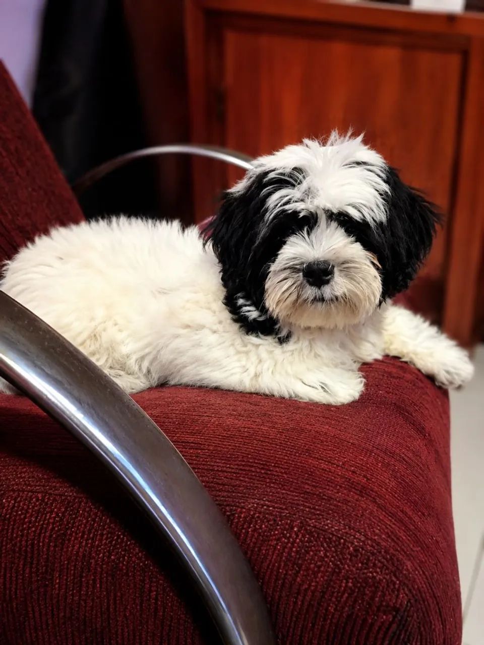 Lindo cachorro 