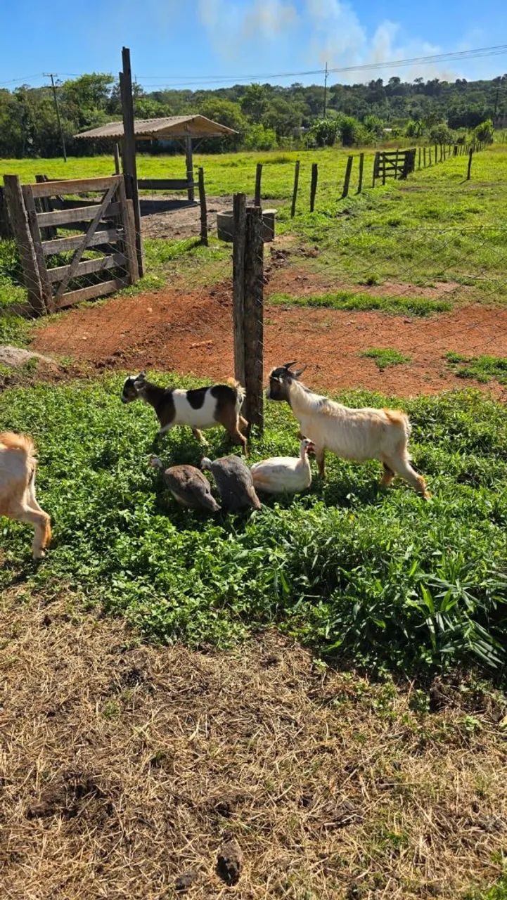 Mini Cabra/Mini bode / casal