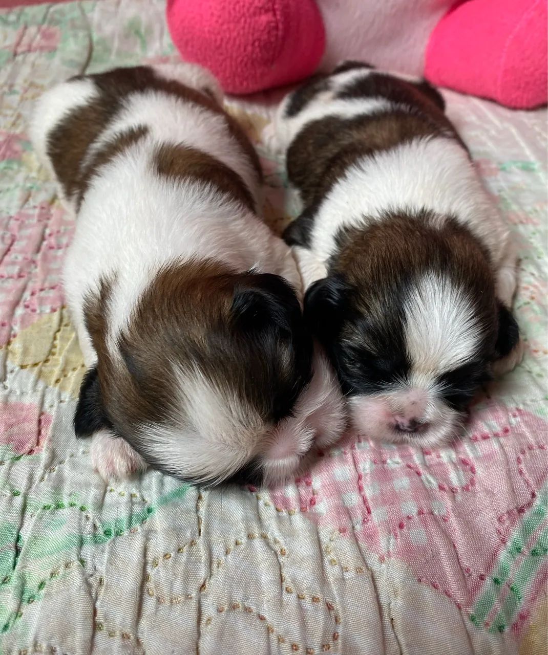 SHIH-TZU - Foto 4