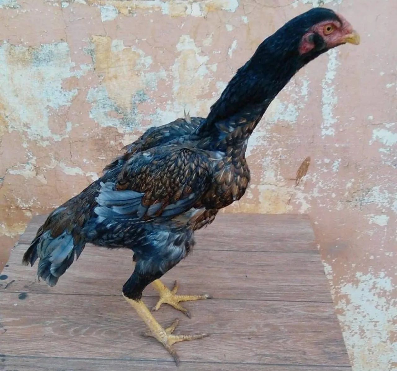 Frangas e galinhas índia pura ótima linhagem - Foto 3