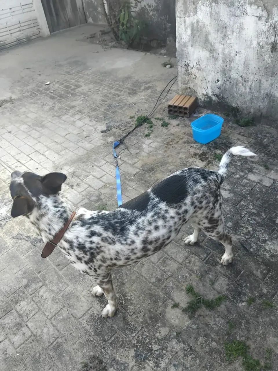 Cadela para adoção - Foto 4